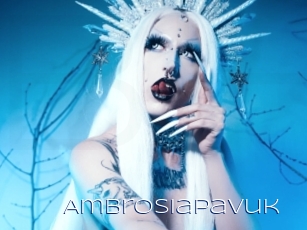 Ambrosiapavuk