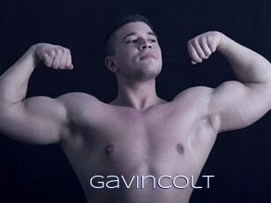 GavinColt