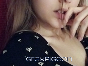 Greypigeon