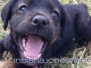 Indianajonestest