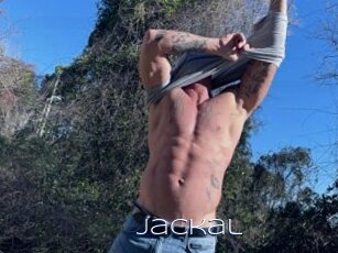 Jackal