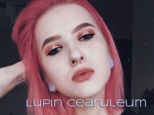 Lupin_Cearuleum