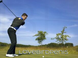Lovebirdpenis