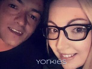Yorkies
